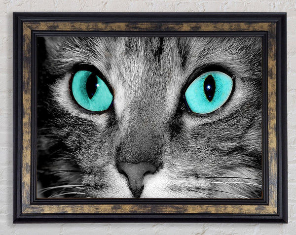 Close Up Of A Grey Tabby Cat Face