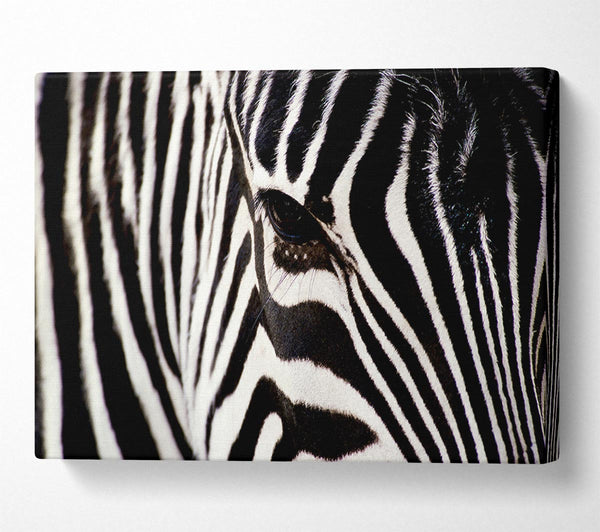  A Canvas Print of Close-up Face Zebra Canvas Art