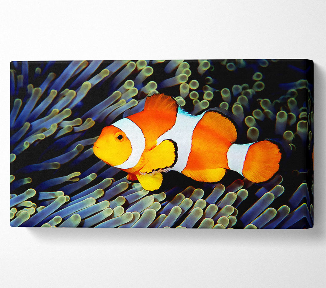  A Canvas Print of Clown Fish Canvas Print