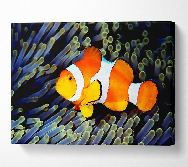  A Canvas Print of Clown Fish Canvas Print