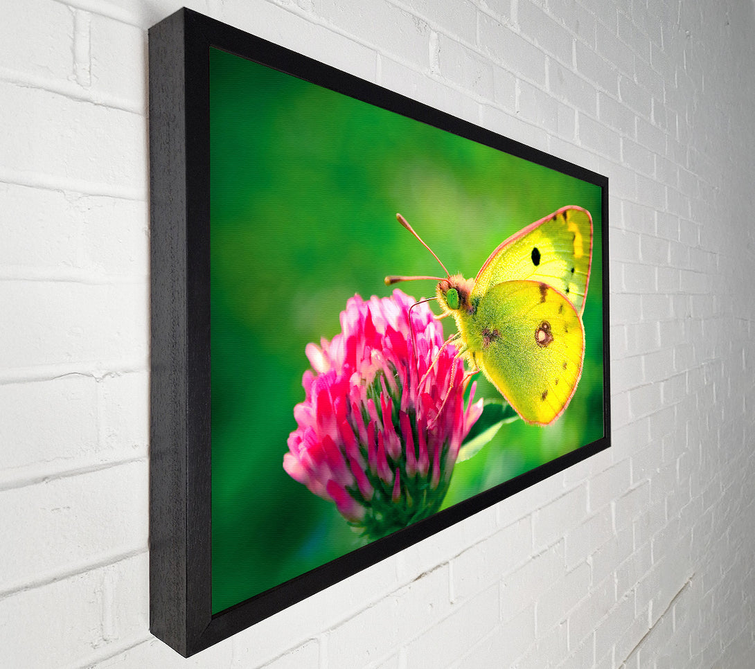  A Canvas Print of Colias Hyale Butterfly Canvas Art