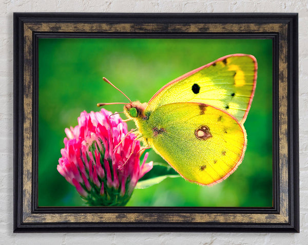 Colias Hyale Butterfly Framed Print