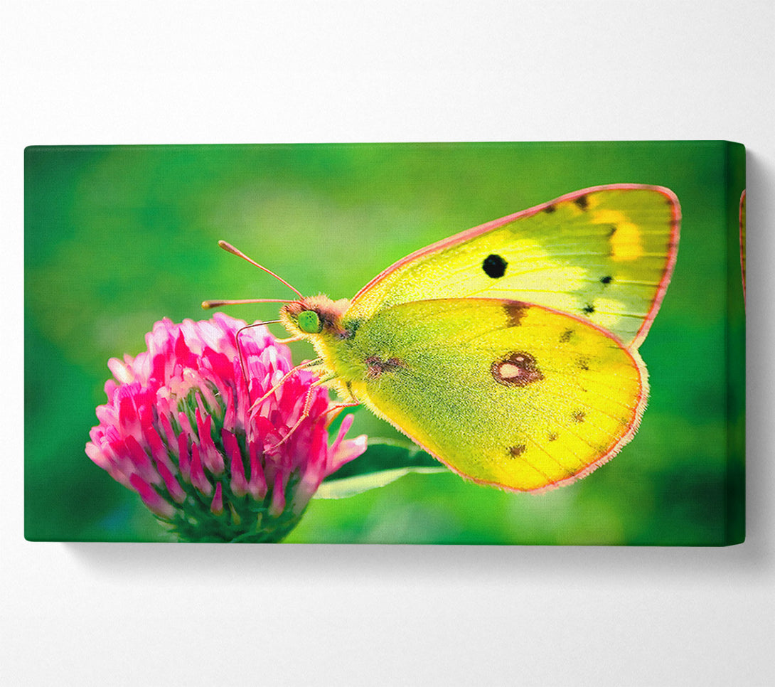  A Canvas Print of Colias Hyale Butterfly Canvas Art
