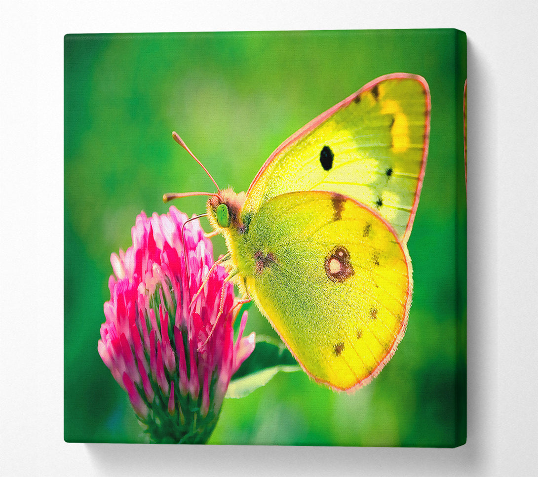  A Canvas Print of Colias Hyale Butterfly Canvas Art