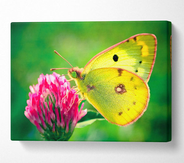  A Canvas Print of Colias Hyale Butterfly Canvas Art