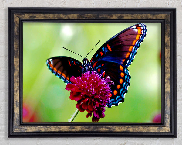 Colourful Butterfly Flower Framed Print