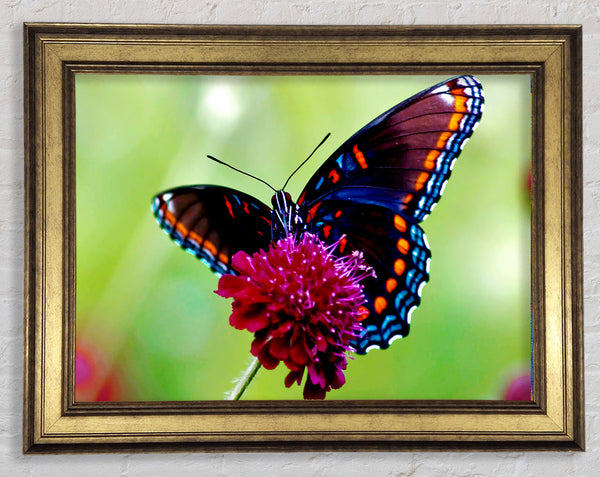 Bunte Schmetterlingsblume