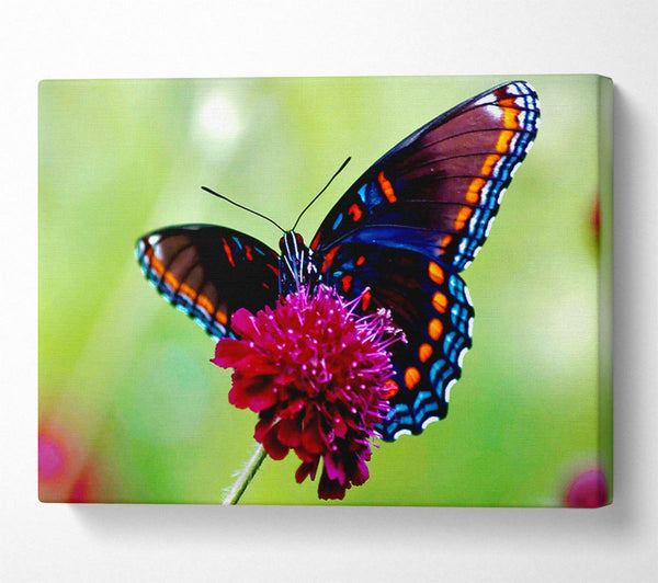  A Canvas Print of Colourful Butterfly Flower Canvas Wall Art