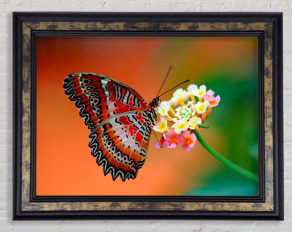 Colourful Butterfly Rests Framed Print