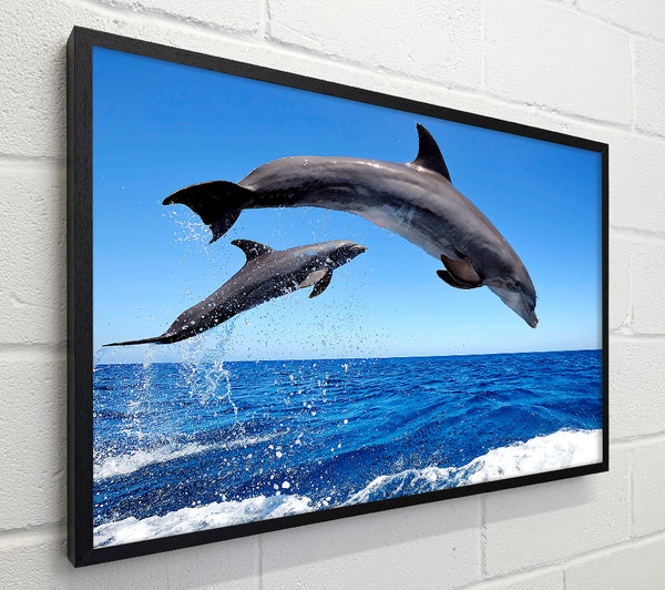 Common Bottlenose Dolphins