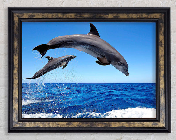 Common Bottlenose Dolphins Framed Print