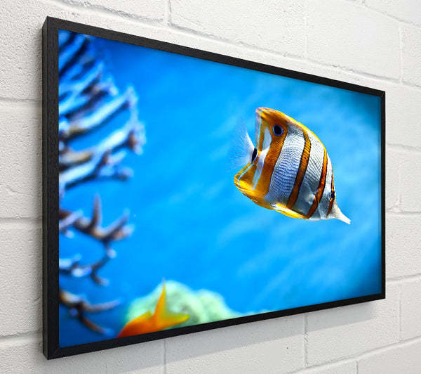 Copperband Butterfly Fish