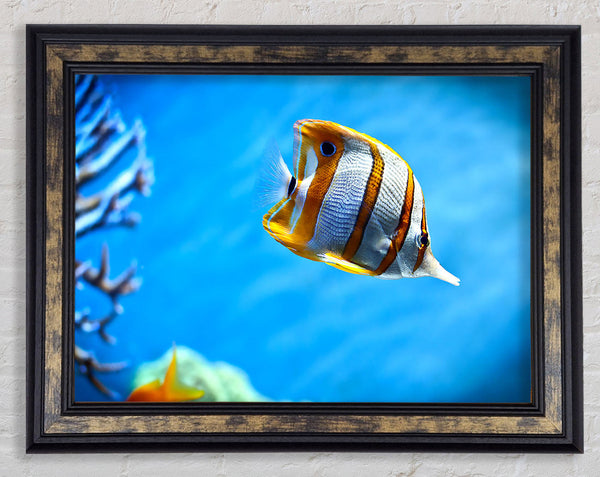 Copperband Butterfly Fish