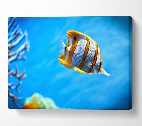  A Canvas Print of Copperband Butterfly Fish Canvas Wall Art