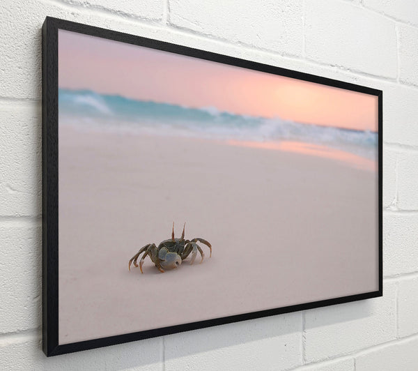 Crab On Beach