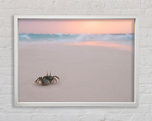 Crab On Beach