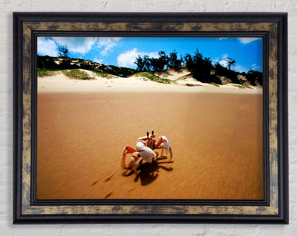 Crab Paradise Framed Print
