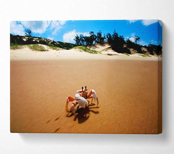  A Canvas Print of Crab Paradise Canvas Print