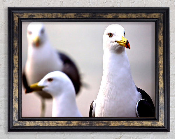 Curious Seagull Framed Print