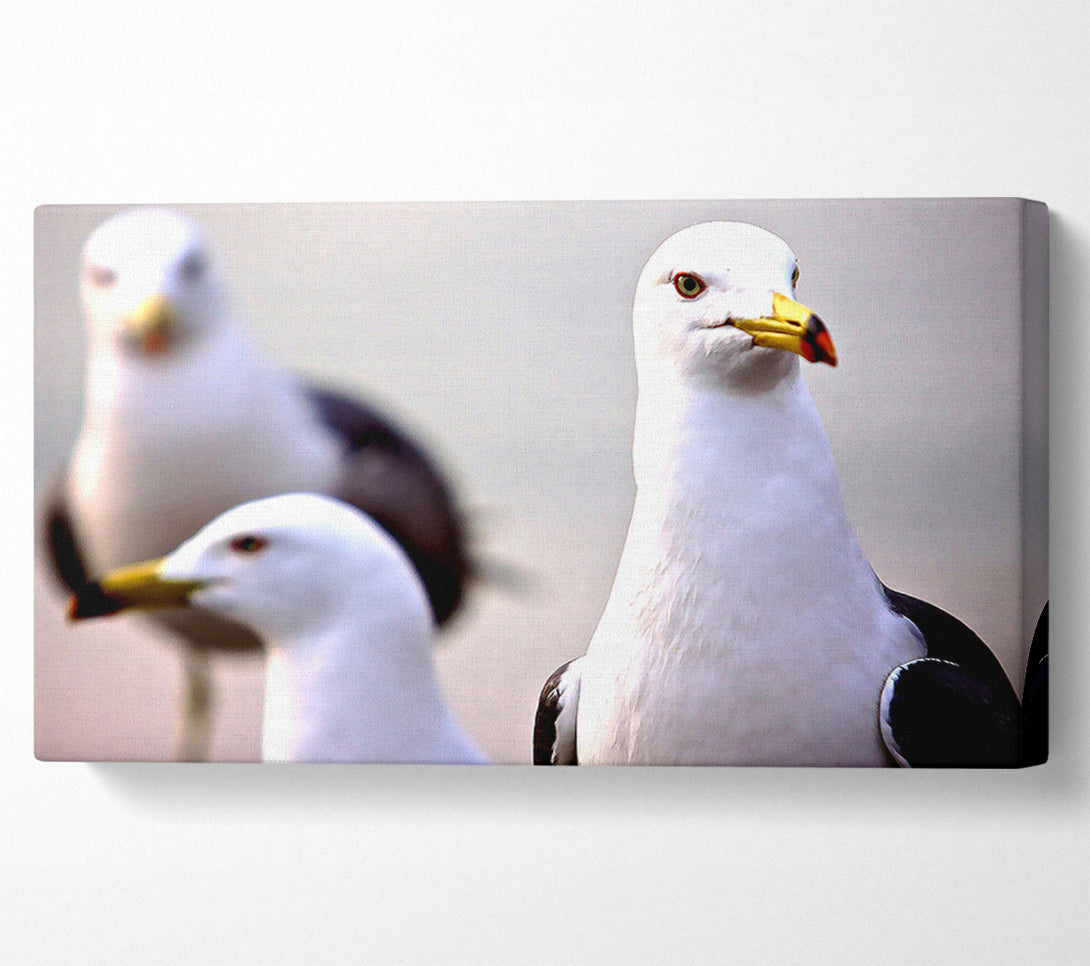  A Canvas Print of Curious Seagull Canvas Art