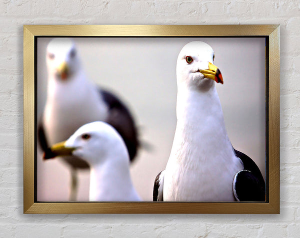 Curious Seagull Framed Print