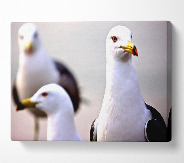  A Canvas Print of Curious Seagull Canvas Art