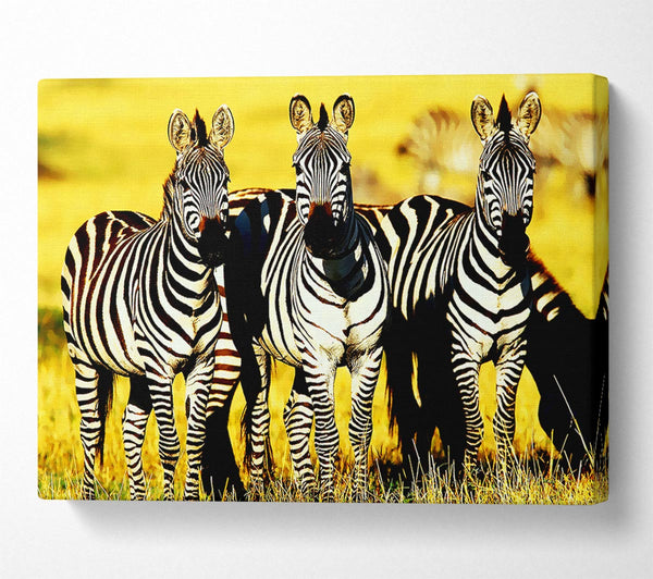  A Canvas Print of Curious Zebras Canvas Print