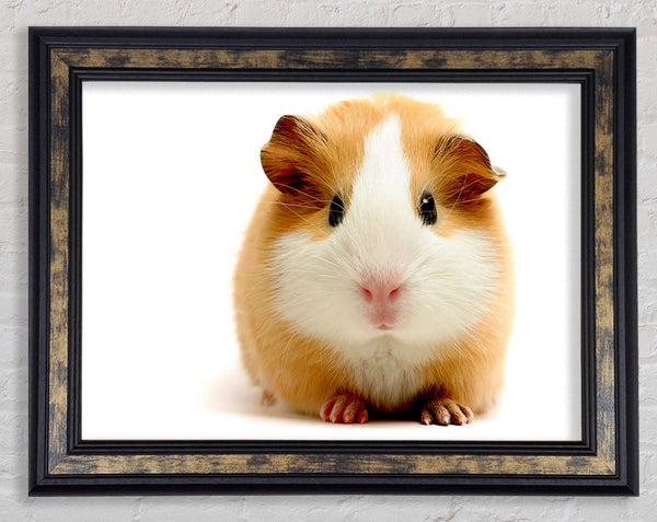 Cute Guinea Pig Framed Print