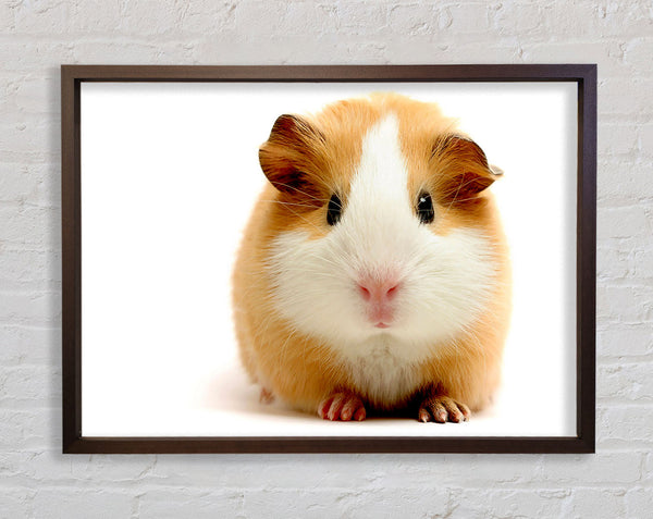 Cute Guinea Pig