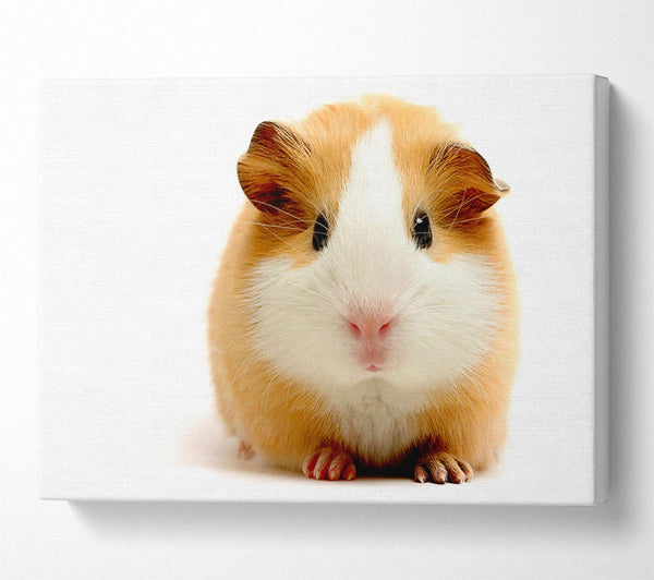  A Canvas Print of Cute Guinea Pig Canvas Print