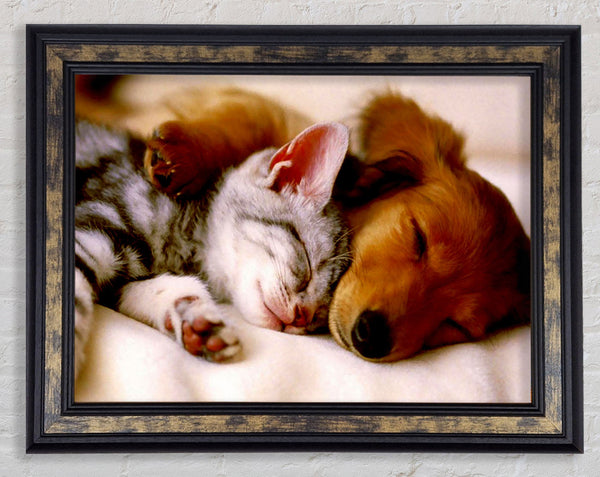Cute Kitten And Puppy Framed Print