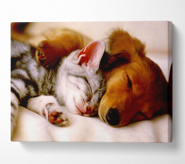  A Canvas Print of Cute Kitten And Puppy Canvas Art