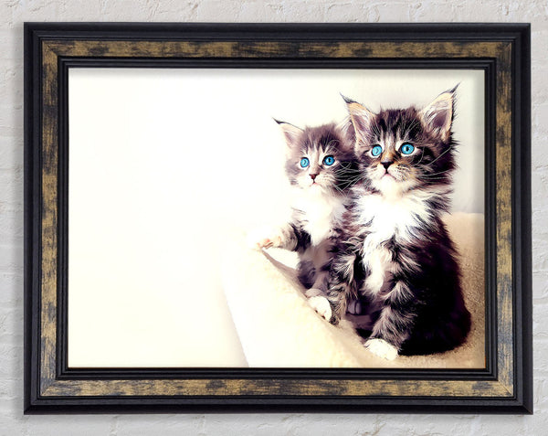 Cute Kittens Framed Print