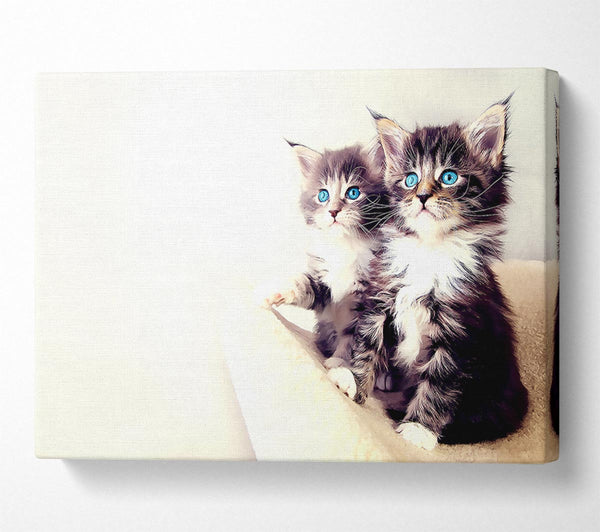  A Canvas Print of Cute Kittens Canvas Wall Art