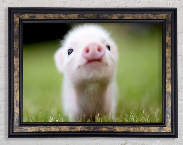 Cute Pig Framed Print