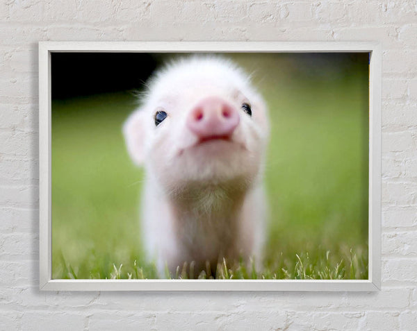 Cute Pig Framed Print