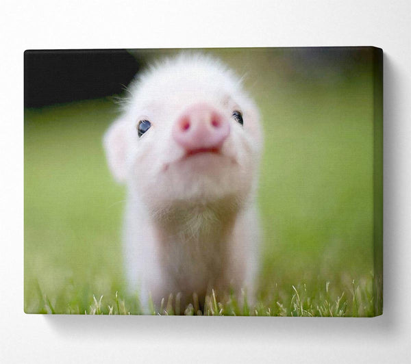  A Canvas Print of Cute Pig Canvas Wall Art