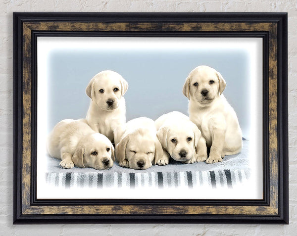 Cute Puppies Framed Print