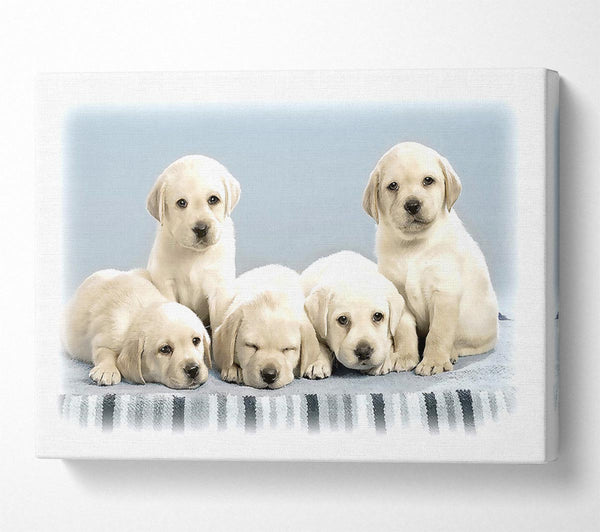  A Canvas Print of Cute Puppies Canvas Print