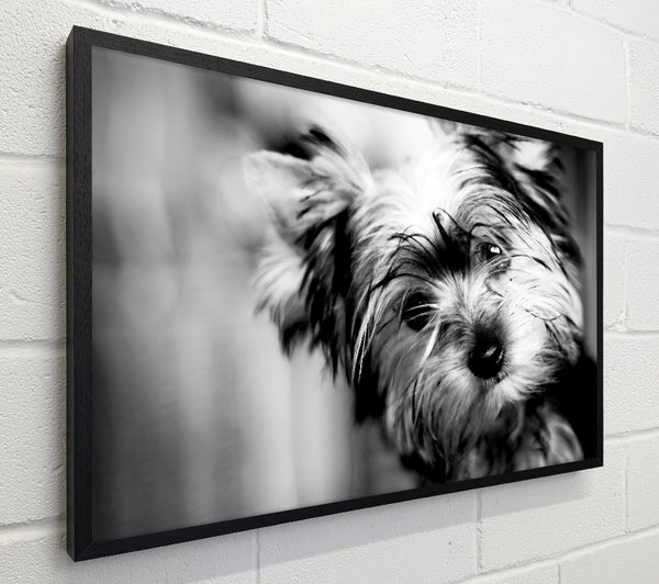 Cute Yorkshire Terrier