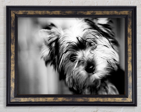 Cute Yorkshire Terrier Framed Print