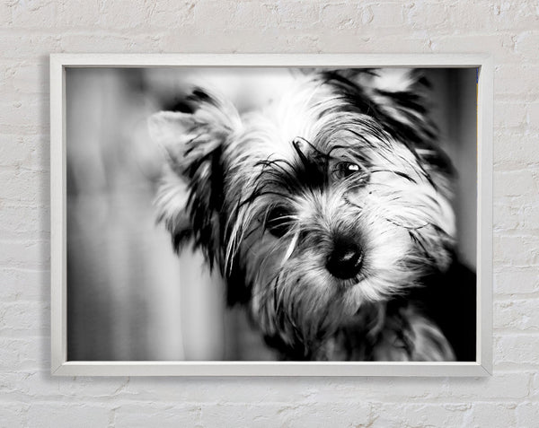 Cute Yorkshire Terrier