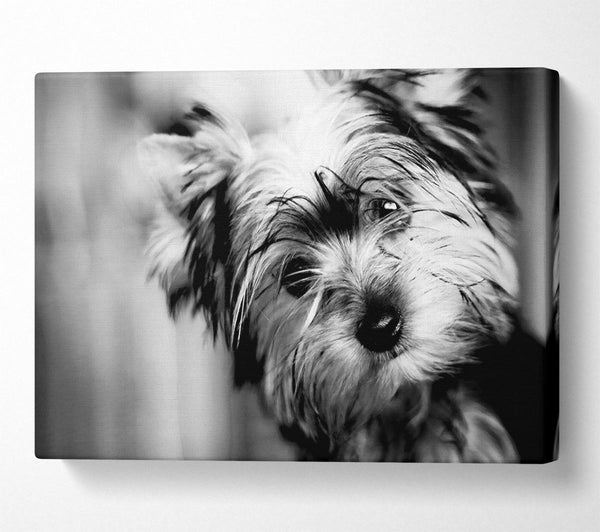  A Canvas Print of Cute Yorkshire Terrier Canvas Wall Art