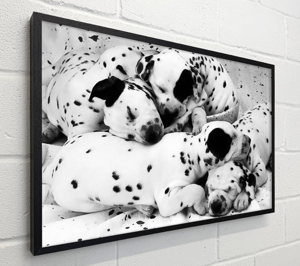 Dalmatian Puppies In Dreamland