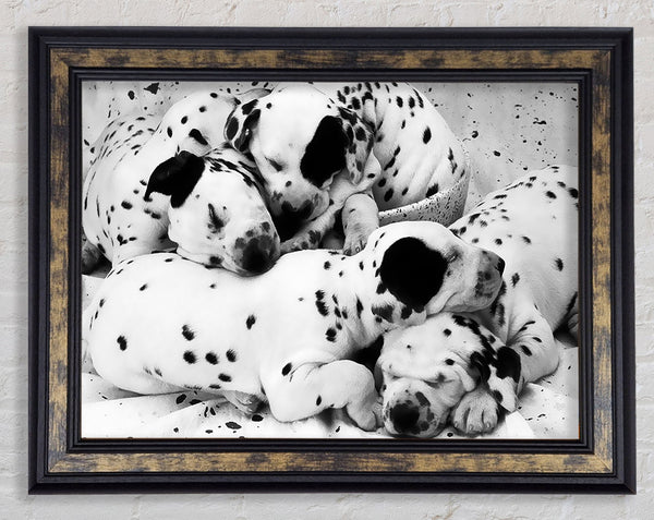 Dalmatian Puppies In Dreamland