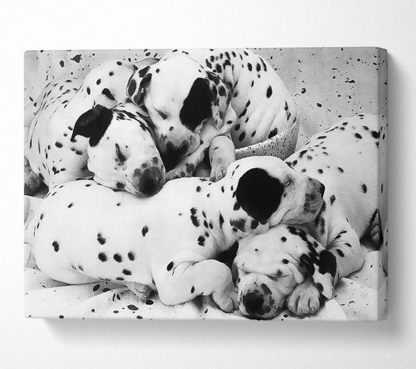  A Canvas Print of Dalmatian Puppies In Dreamland Canvas Print