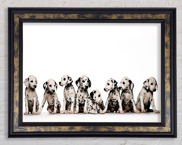 Dalmatian Puppy Fun Framed Print