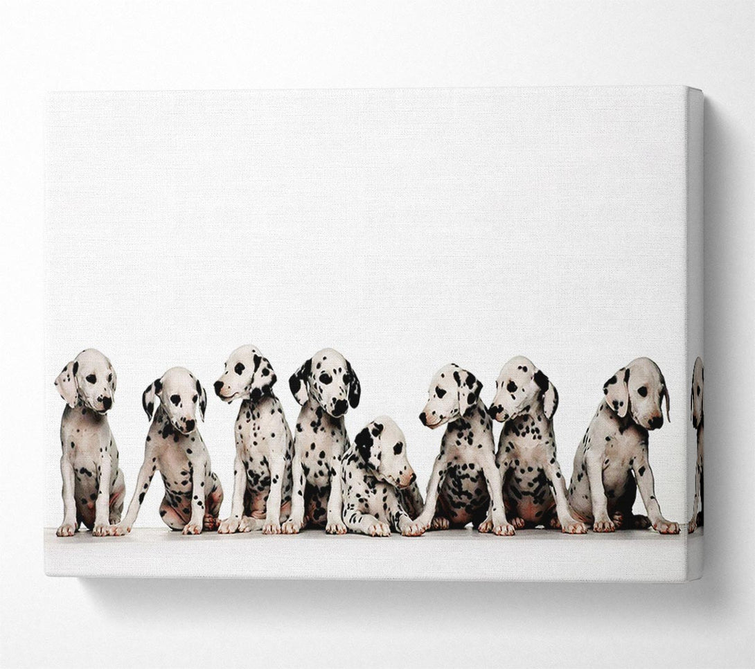  A Canvas Print of Dalmatian Puppy Fun Canvas Print