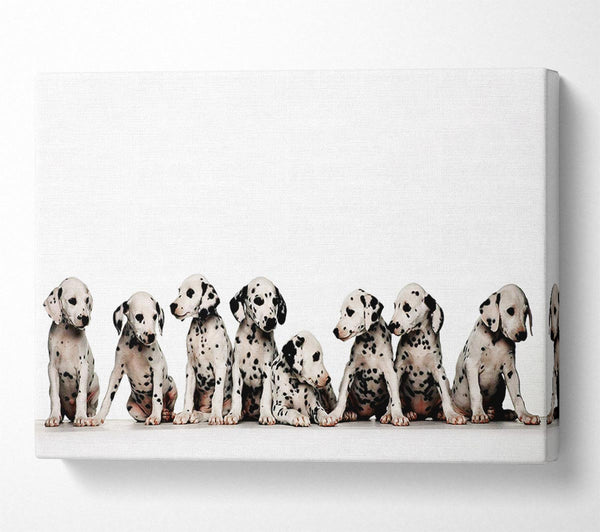  A Canvas Print of Dalmatian Puppy Fun Canvas Print