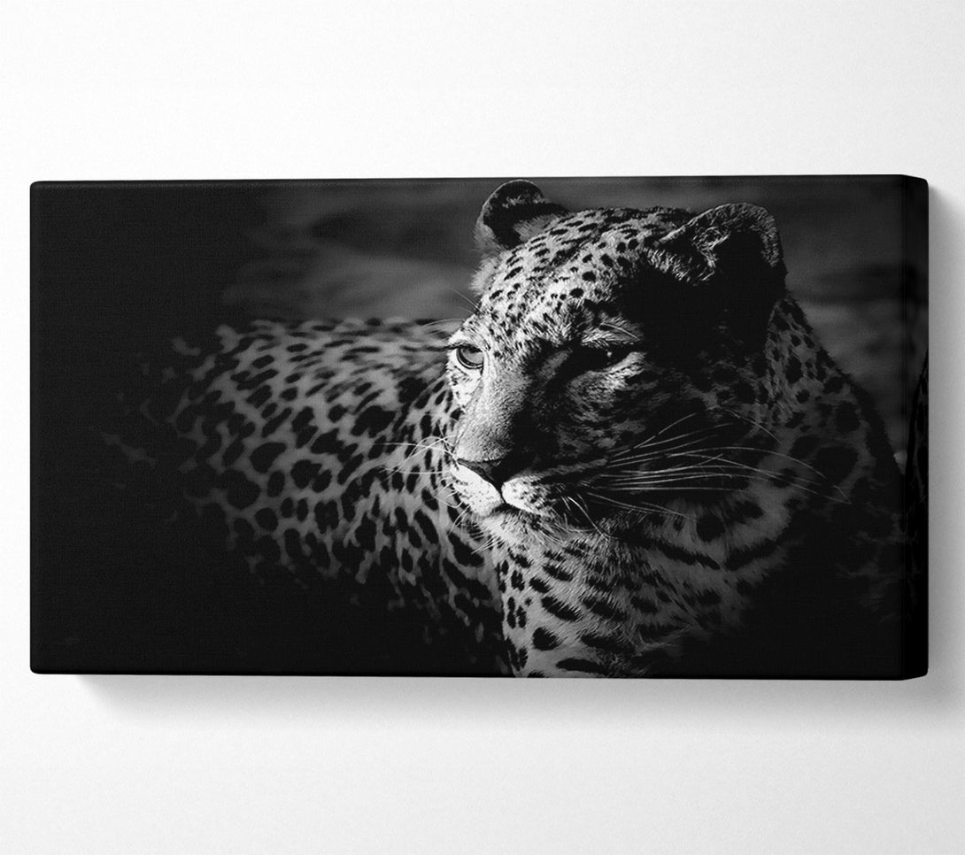  A Canvas Print of Dark Cheetah Canvas Art